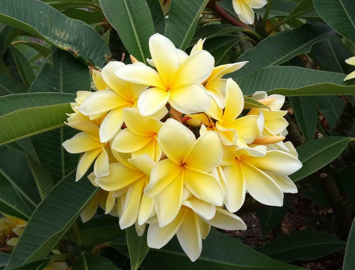 הרמיגואה Gomera Garden. Vista Mar Altozano מראה חיצוני תמונה